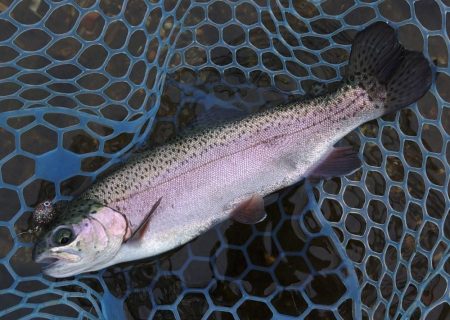 久しぶりのフィシングパーク高島の泉